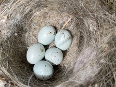 House Finch photo 6