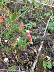 Oxalis tenuifolia