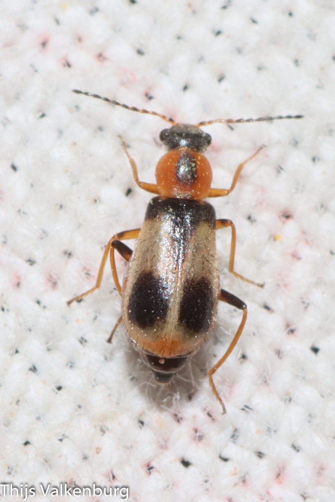 Attalus pictus
