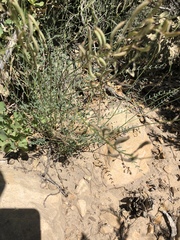 Astragalus remotus
