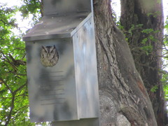 Megascops asio mccallii