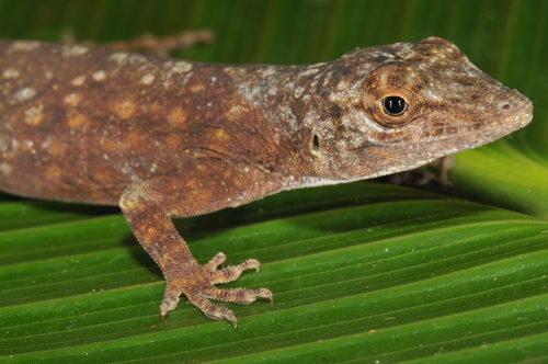 Utila Anole, Anolis utilensis