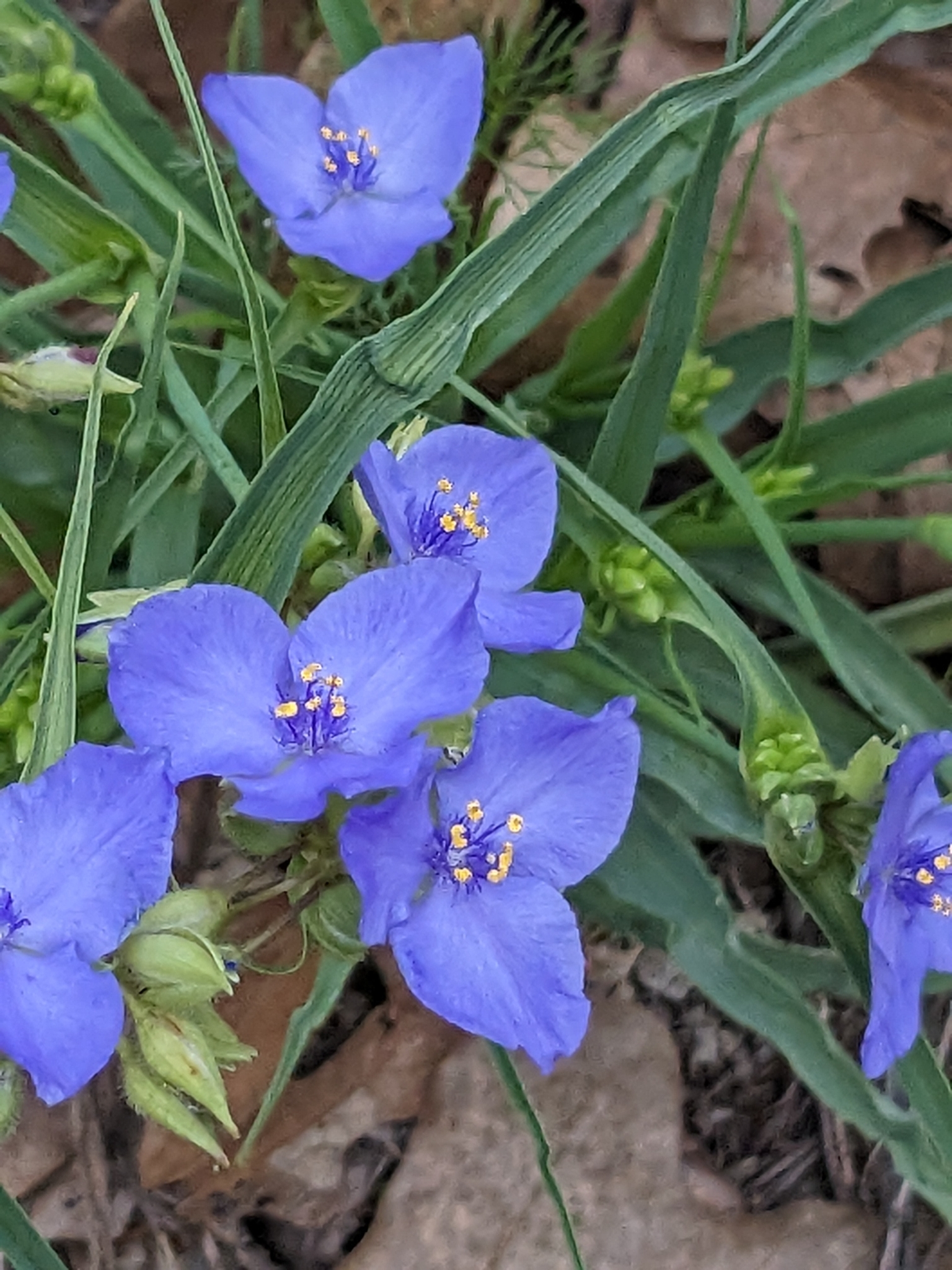 Western Spiderwort (Tradescantia occidentalis) · iNaturalist