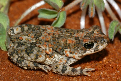 Fenoulhet's Pygmy Toad, Poyntonophrynus fenoulheti