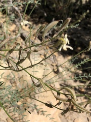 Astragalus remotus
