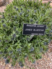 Amsonia jonesii
