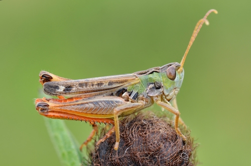 Stenobothrus nigromaculatus (Herrich-Schäffer, 1840)