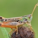 Black-spotted Toothed Grasshopper - Photo (c) Gilles San Martin, some rights reserved (CC BY-SA), uploaded by Gilles San Martin