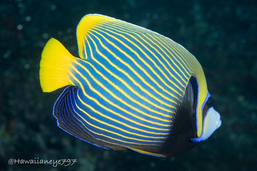 Emperor Angelfish