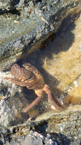 Menippidae image