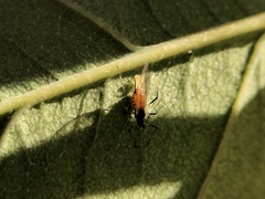 Macrosiphum rosae