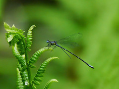 Chromagrion conditum