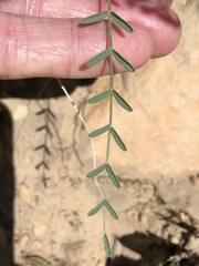 Astragalus remotus
