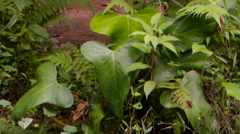 Anthurium subsignatum image