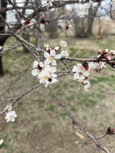 apricot