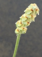 Plantago wrightiana