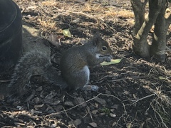 Sciurus carolinensis