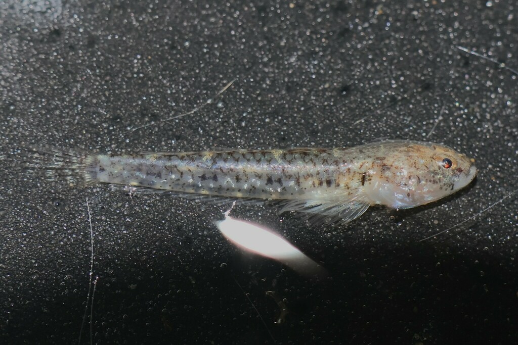 Pale silhouette goby (Silhouettea evanida) — Gobiidae