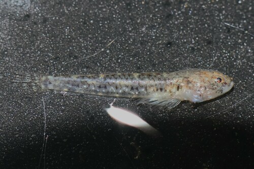 Pale silhouette goby (Silhouettea evanida) — Gobiidae