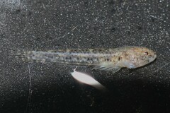 Vanishing Silhouette Goby photo 5