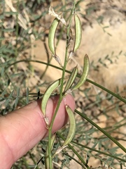 Astragalus remotus