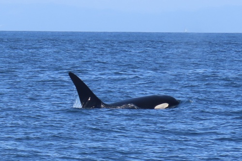 Orca photographed in California