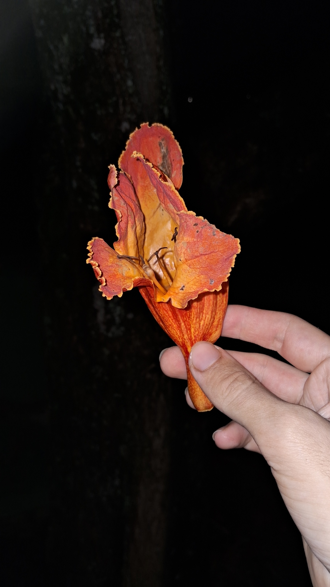 Spathodea campanulata