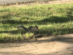 Sciurus carolinensis