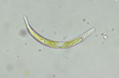 Euglena mutabilis