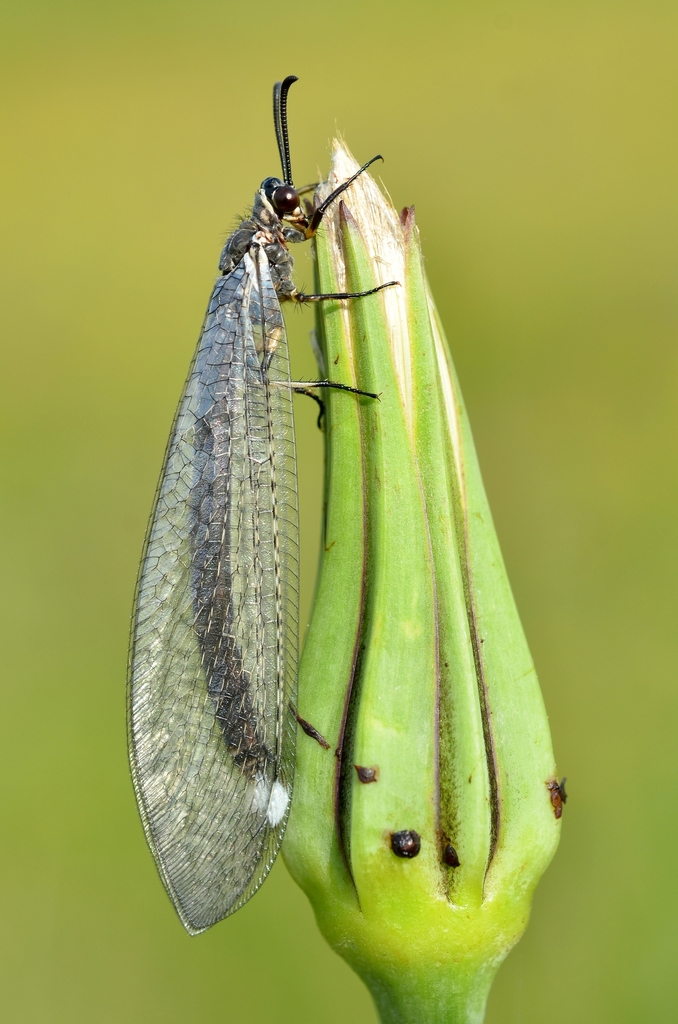 ant-lion