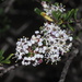 Vail Lake Ceanothus - Photo (c) nathantay, some rights reserved (CC BY-NC)