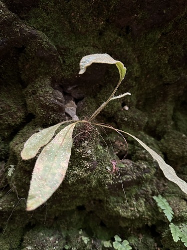 Elaphoglossum paleaceum observed 2024-03-23