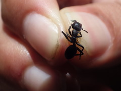Cephalotes atratus