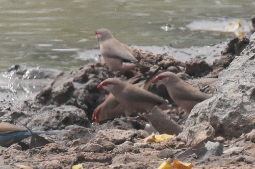 Black-rumped Waxbill