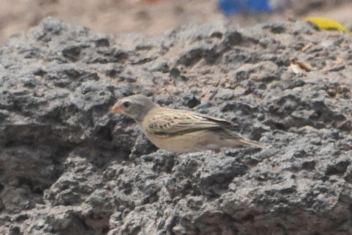 Red-billed Quelea