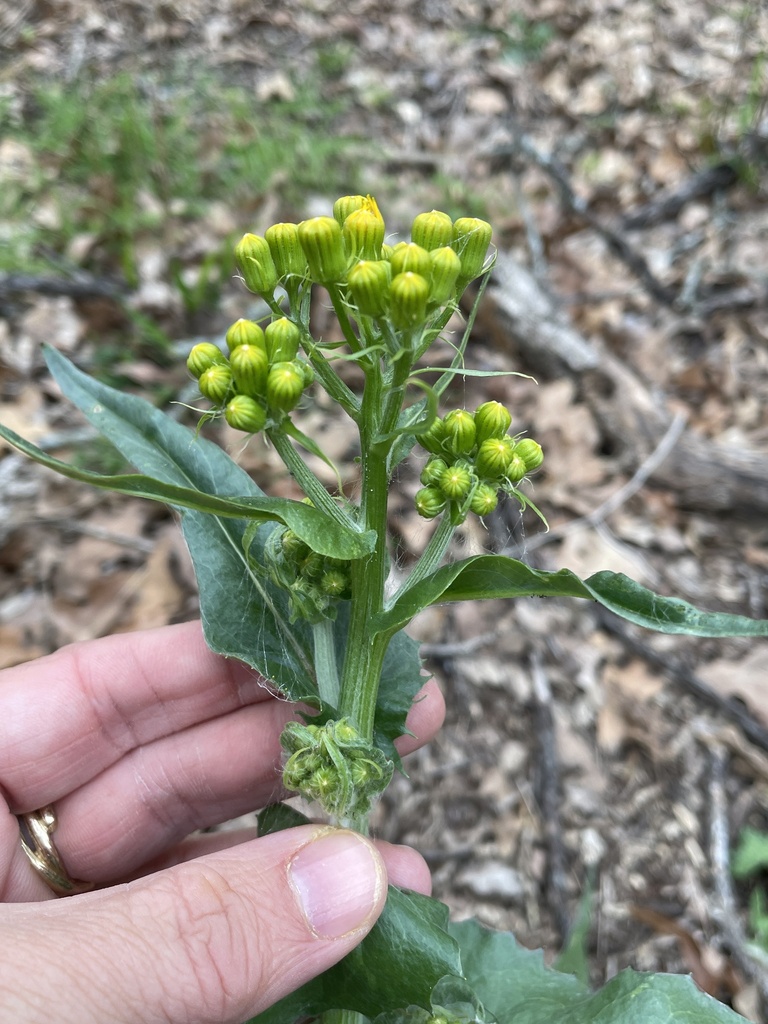 Texas ragwort from Oak Park Dr, Weatherford, TX, US on March 24, 2024 ...