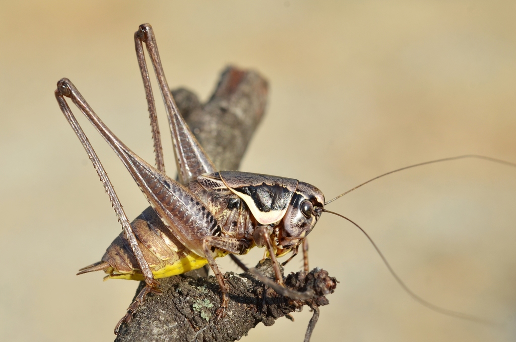 Large Dark bush-cricket