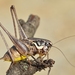 Large Dark Bush-Cricket - Photo (c) Gilles San Martin, some rights reserved (CC BY-SA), uploaded by Gilles San Martin