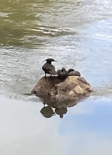 Brazilian Merganser