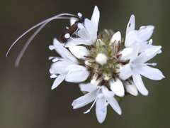 Adela singulella