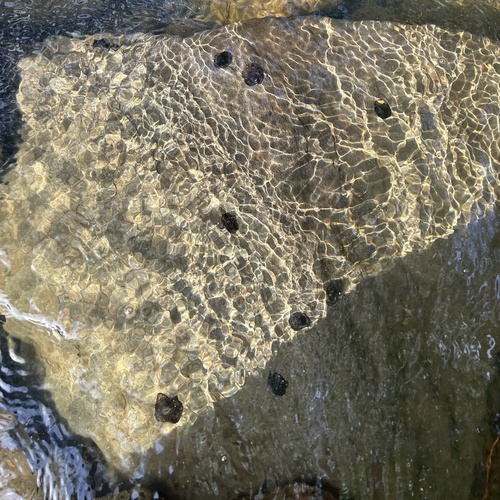 Neritona granosa, 2024-02-20