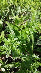 Perideridia americana