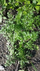 Perideridia americana