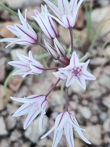 Image of Allium macropetalum by no rights reserved
