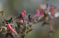 Euphorbia calcarata, photograph (c) Neptalí Ramírez Marcial, some rights reserved (CC BY)