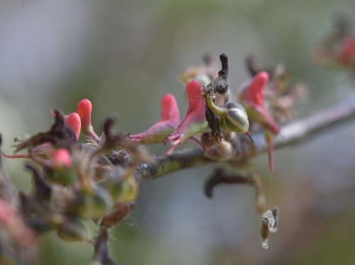 Euphorbia calcarata, photograph 5