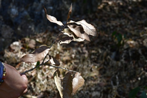 Quercus corrugata, photograph 3