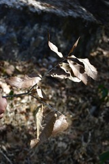 Quercus corrugata, photograph (c) Neptalí Ramírez Marcial, some rights reserved (CC BY)