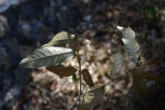 Quercus corrugata, photograph (c) Neptalí Ramírez Marcial, some rights reserved (CC BY)