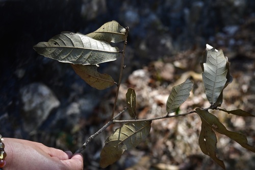 Quercus corrugata, photograph 5